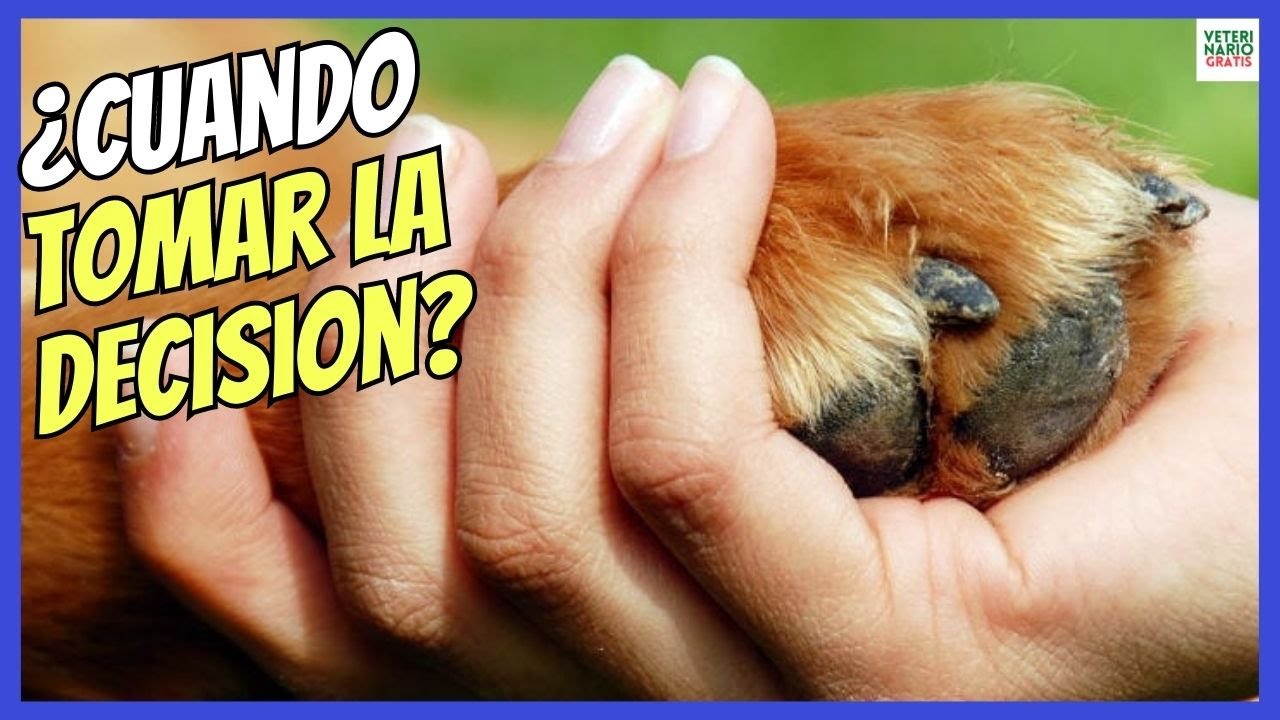 como duerme un perro con dolor
