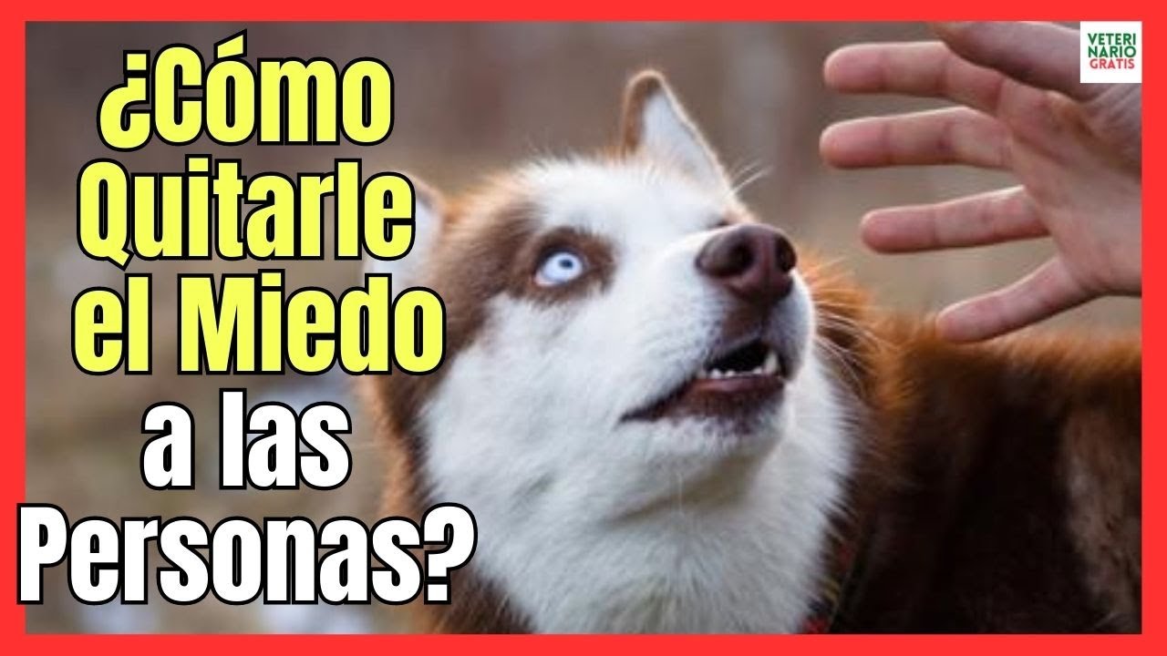como quitar miedo a un perro