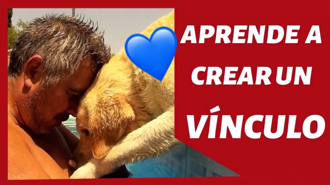 como saber si tienes un vínculo con tu perro
