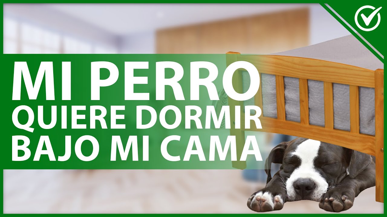 como sacar a un perro debajo de la cama