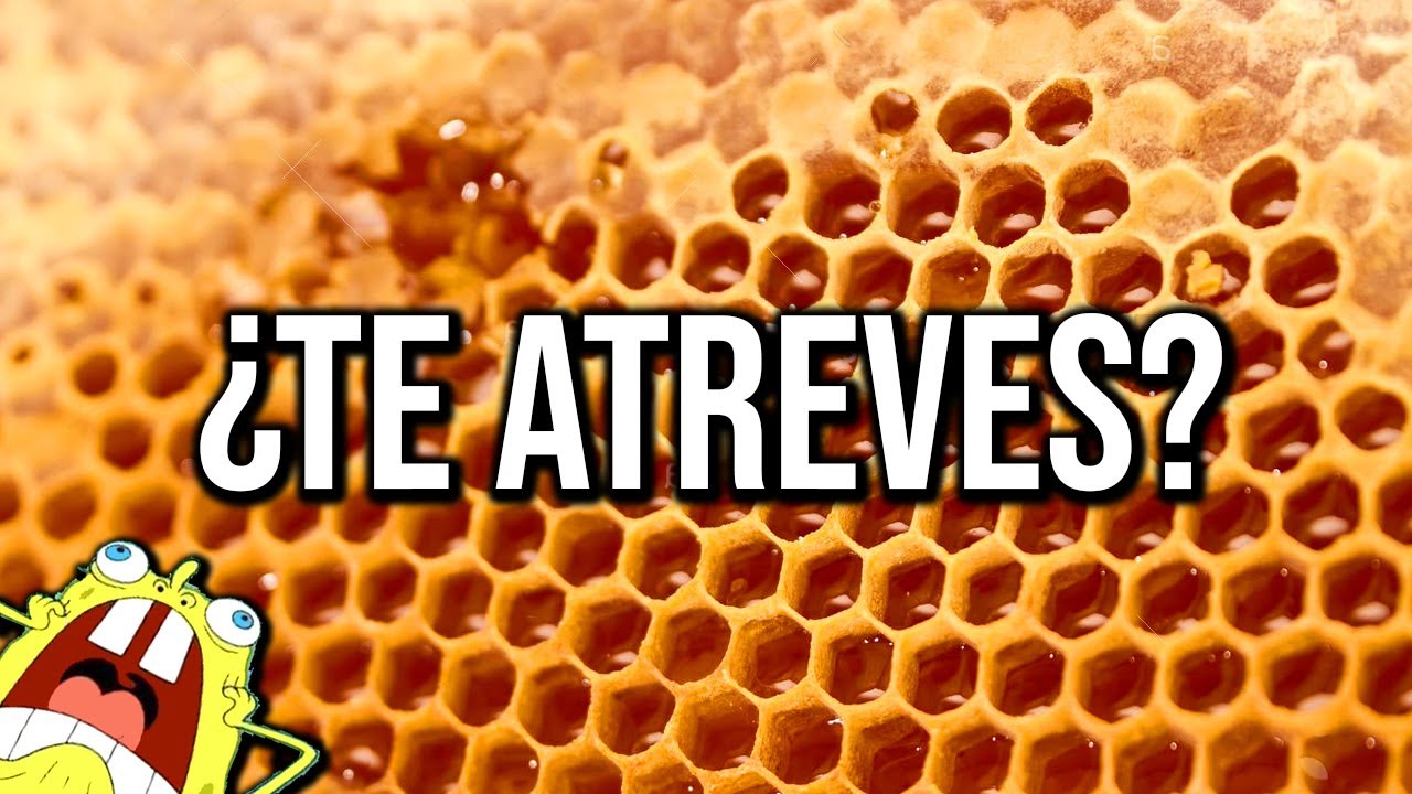 como se llama la fobia a las cucarachas