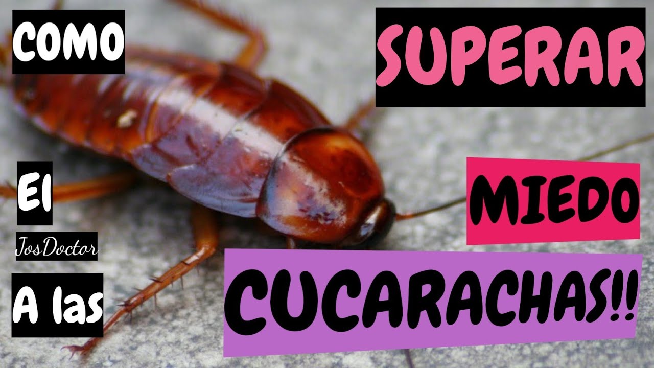 como superar el miedo a las cucarachas