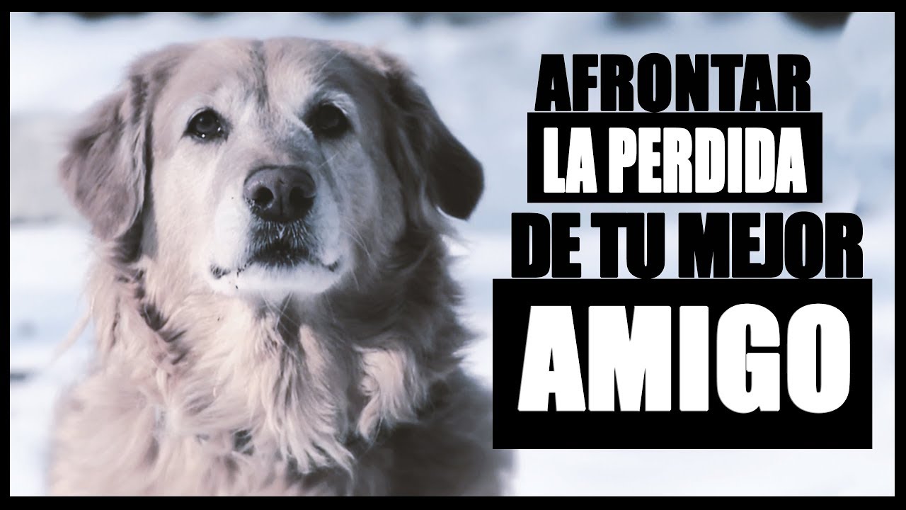 como superar la perdida de un perro