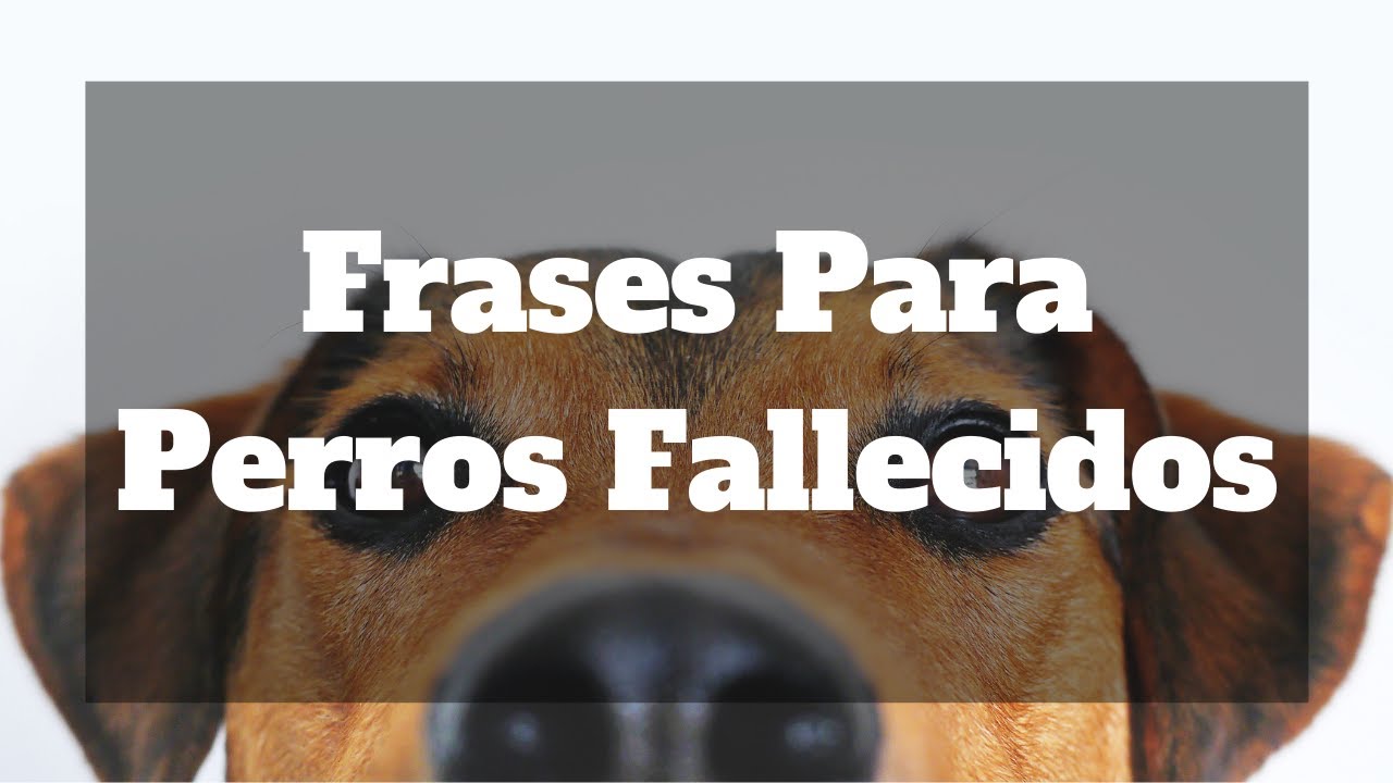 frases para la muerte de un animal