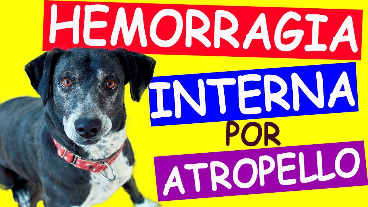 han atropellado a mi perro y ha muerto