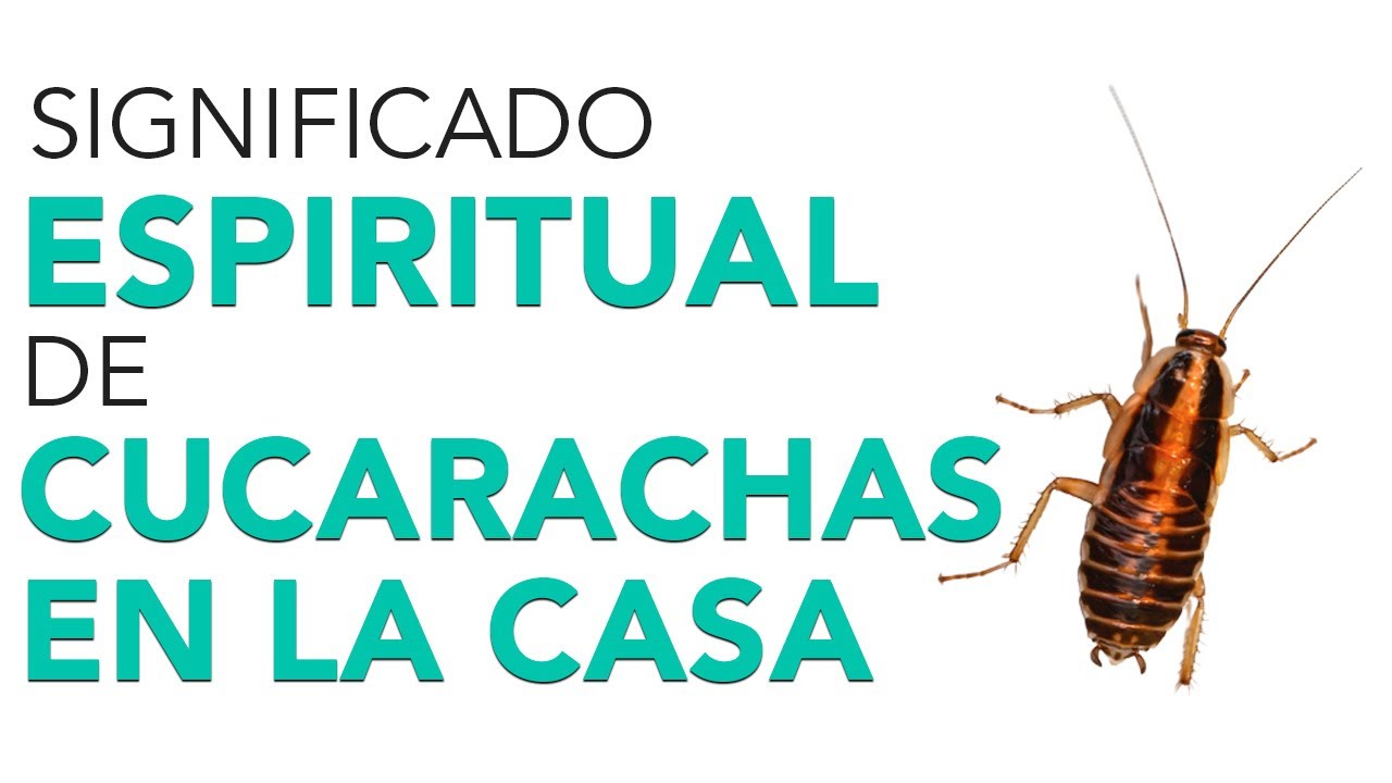 he visto solo una cucaracha en casa