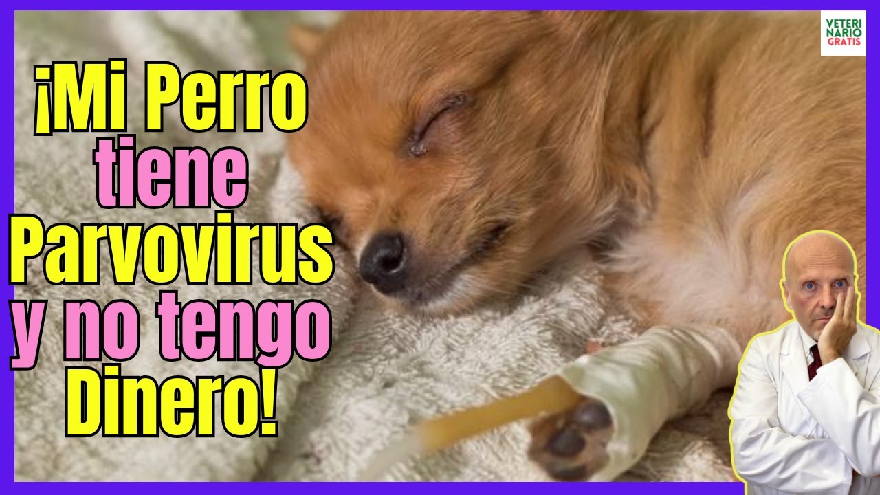 mi perro se muere y no tengo dinero