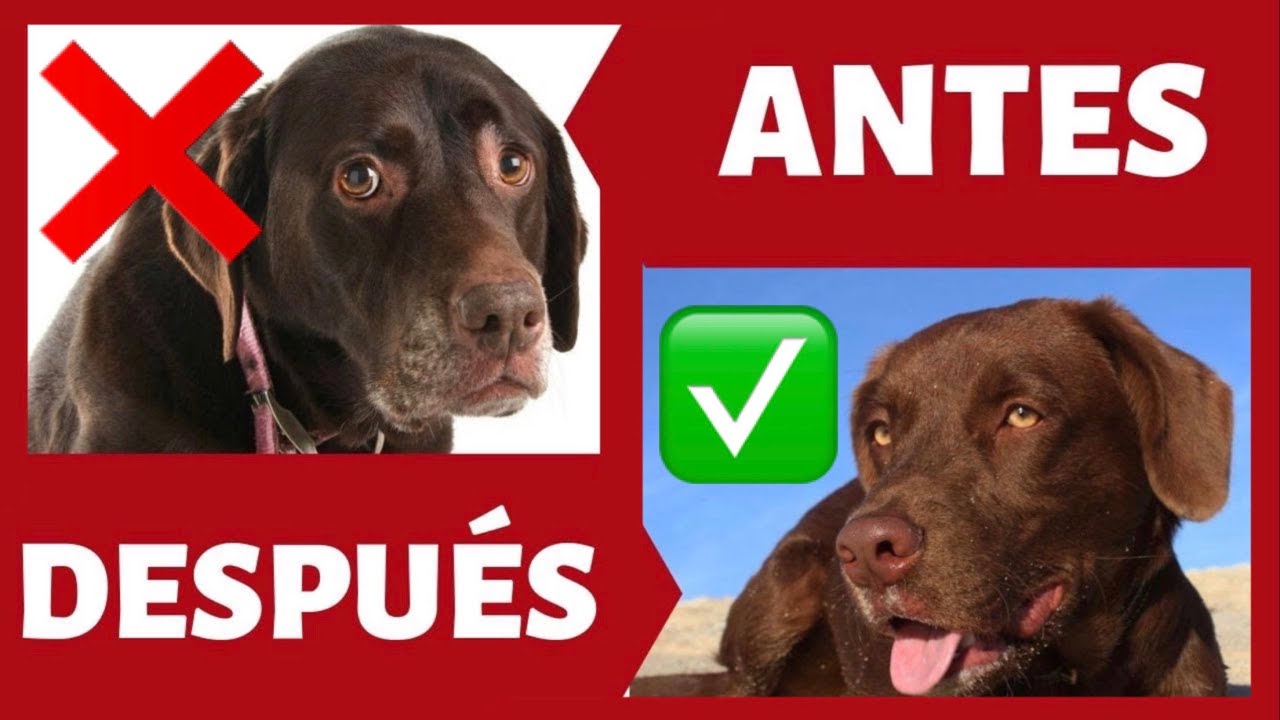 no puedo seguir teniendo a mi perro que hago