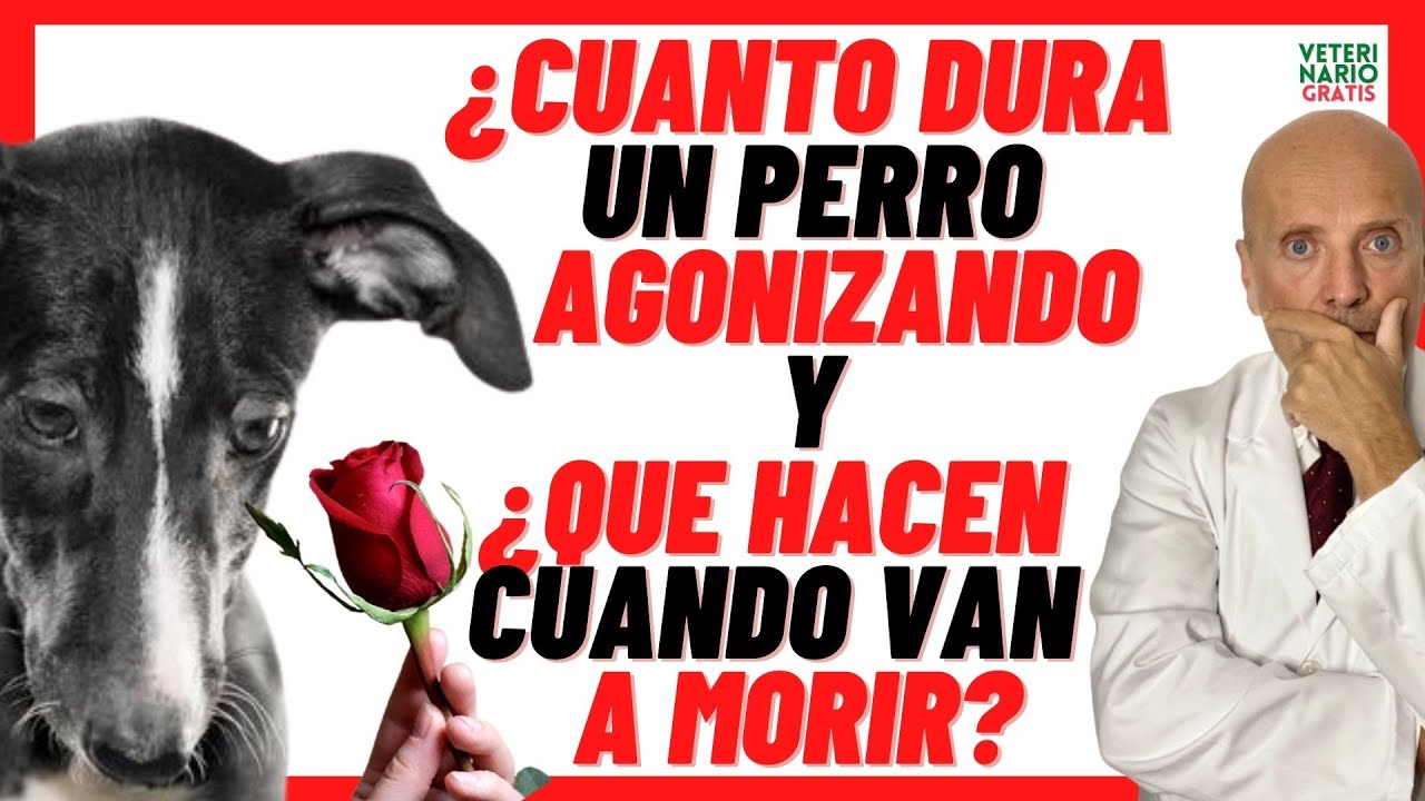 que hace el veterinario cuando muere un perro