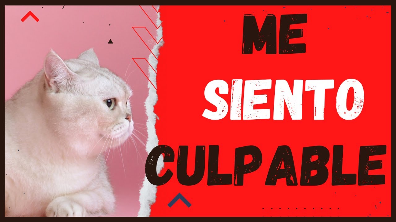 sentimiento de culpa por la muerte de una mascota