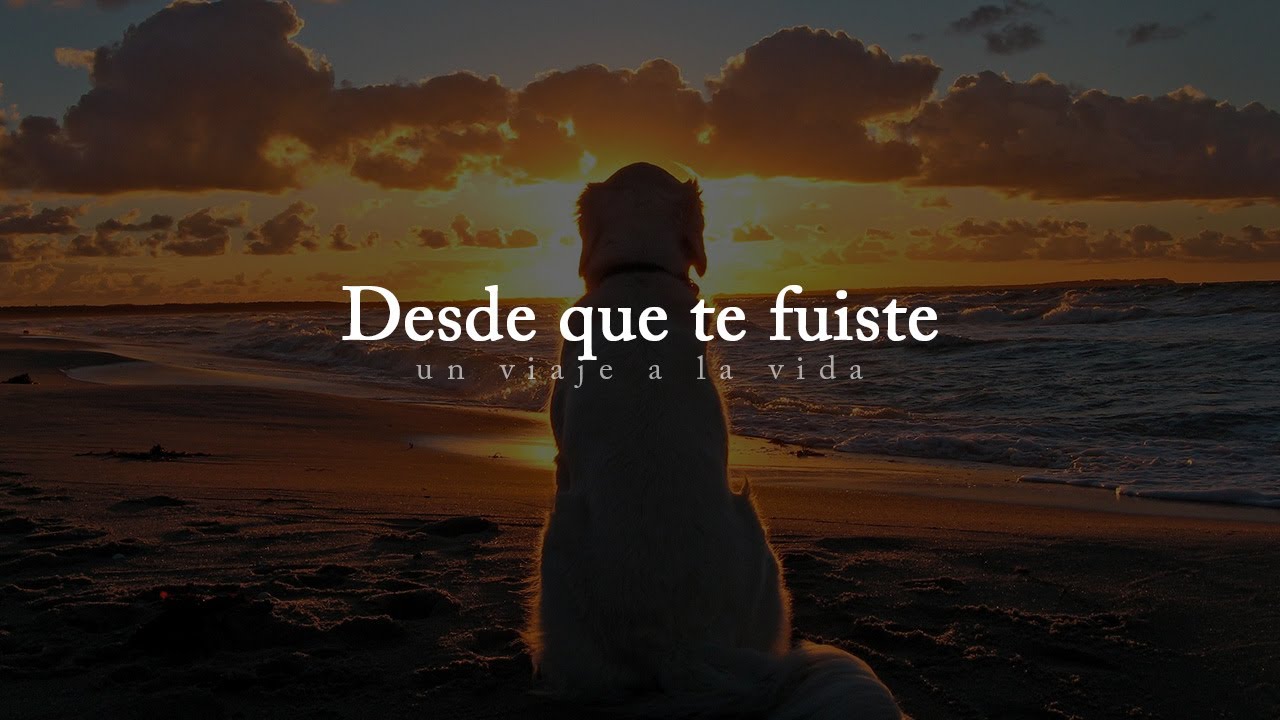 volveré a ver a mi perro fallecido