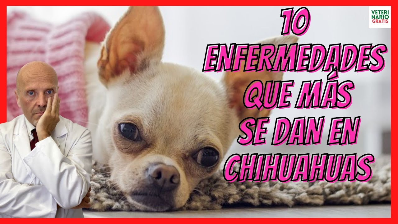 causas de muerte en perros chihuahua
