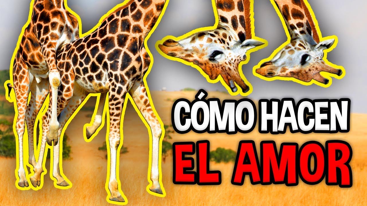 como hacen el amor los animales