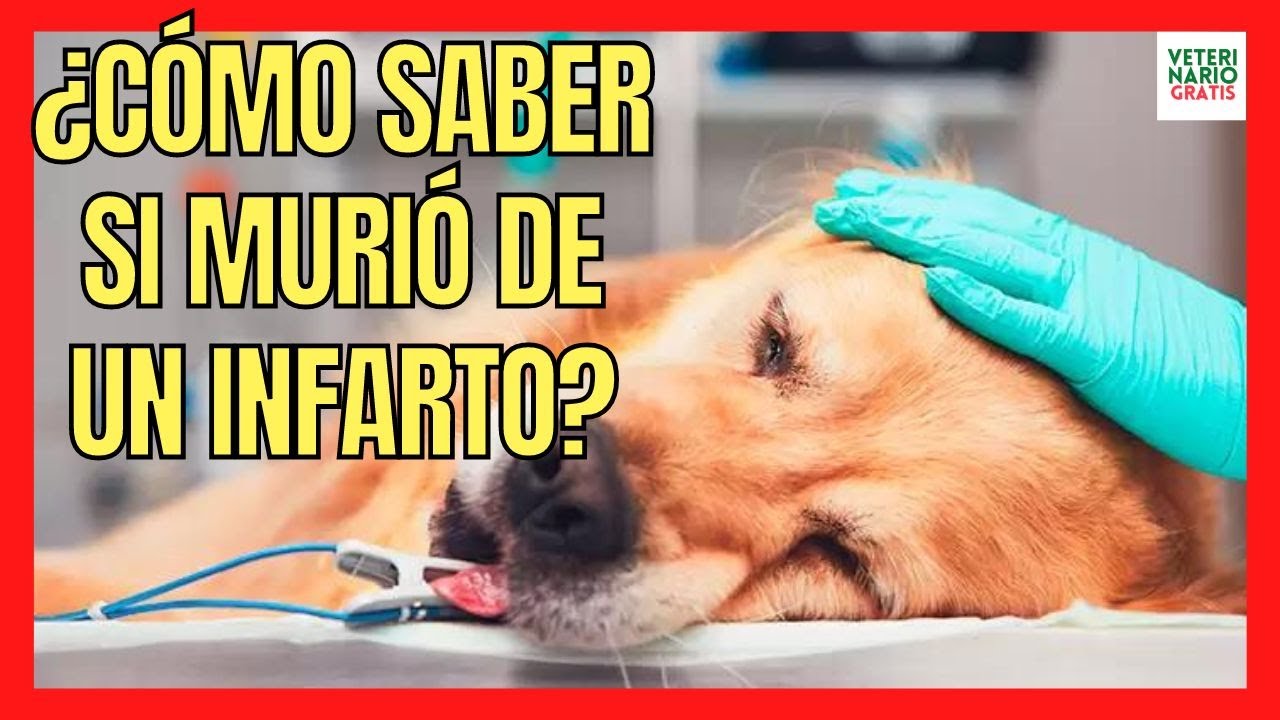 como saber si mi perro murió de un infarto