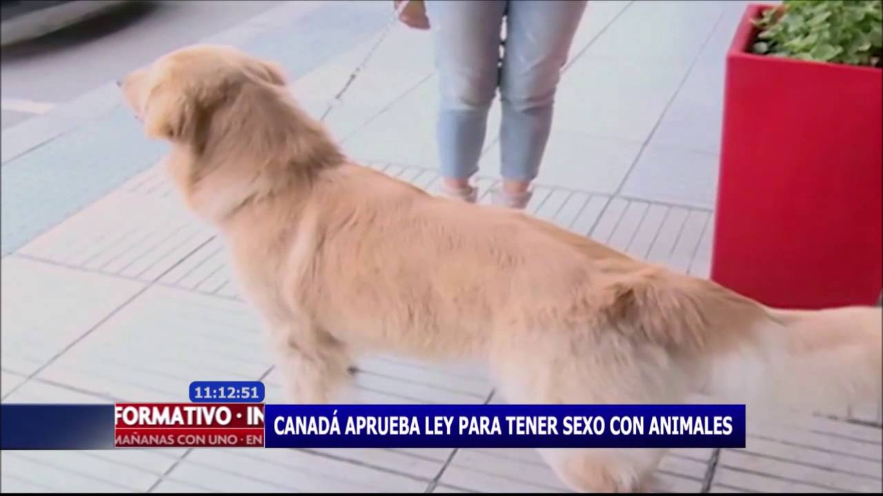 como se llama cuando un humano tiene relaciones con animales