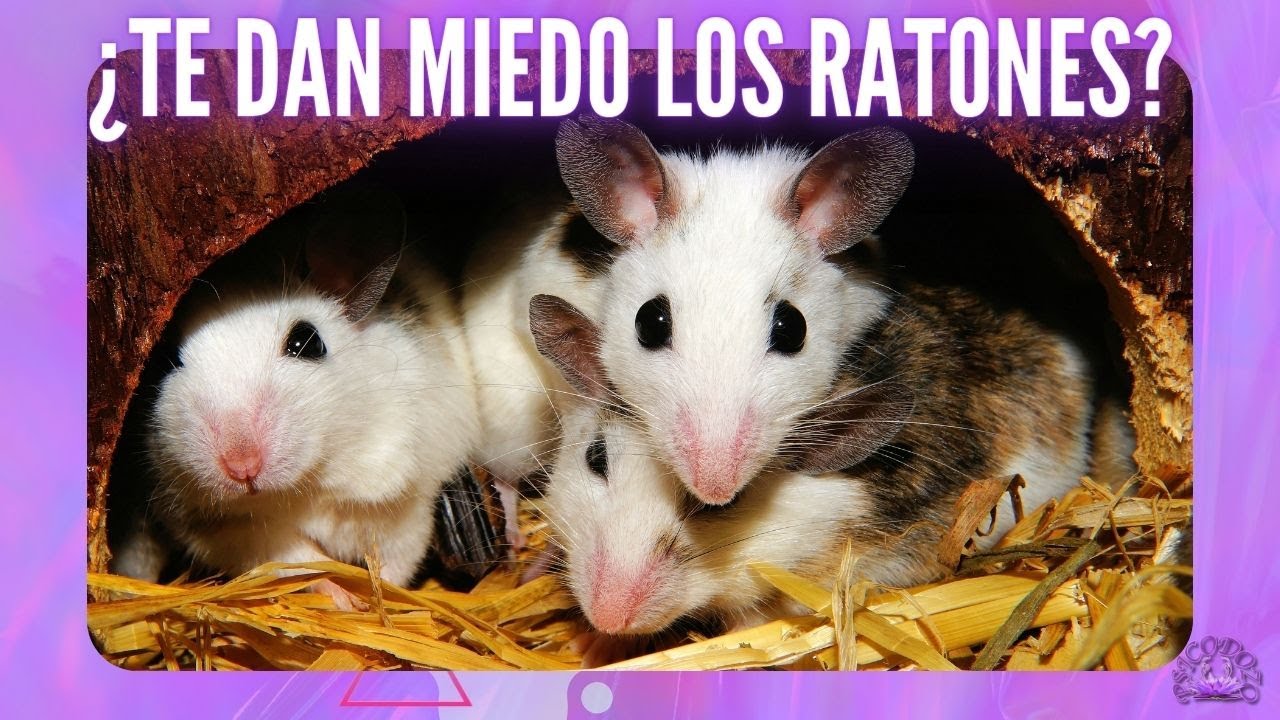 como se llama la fobia a las ratas