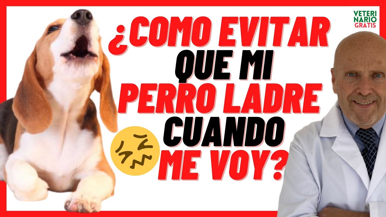 encerrar al perro cuando me voy