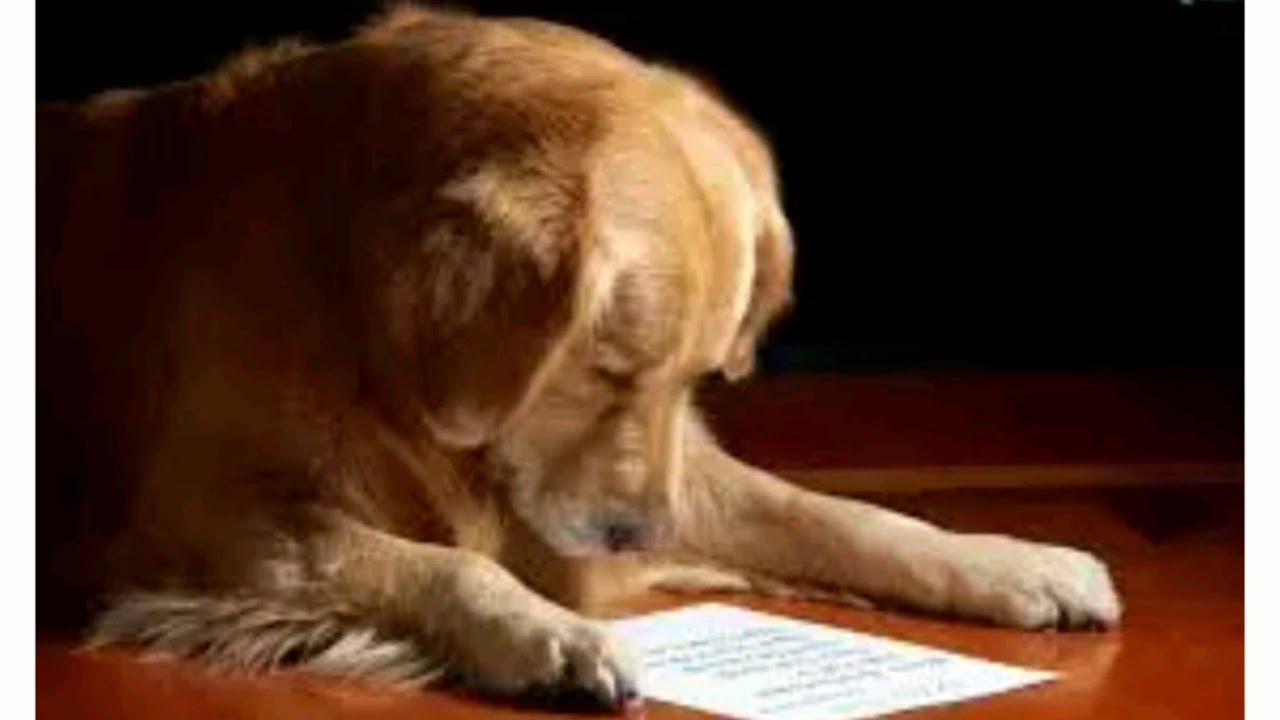 frases de agradecimiento a mi perro