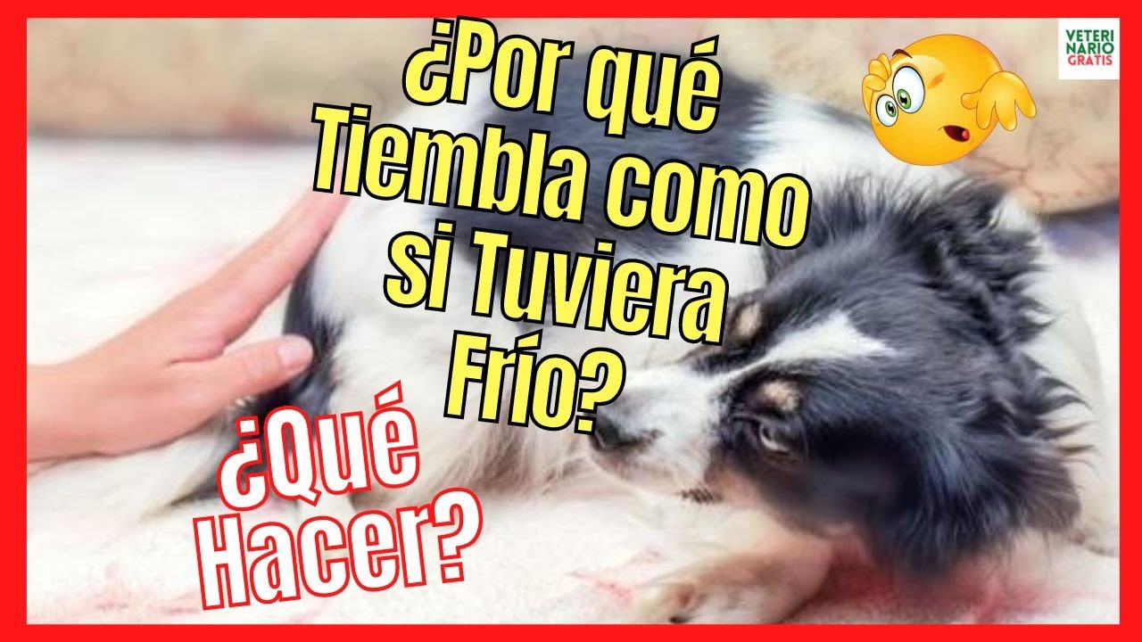 mi perro está frío y triste