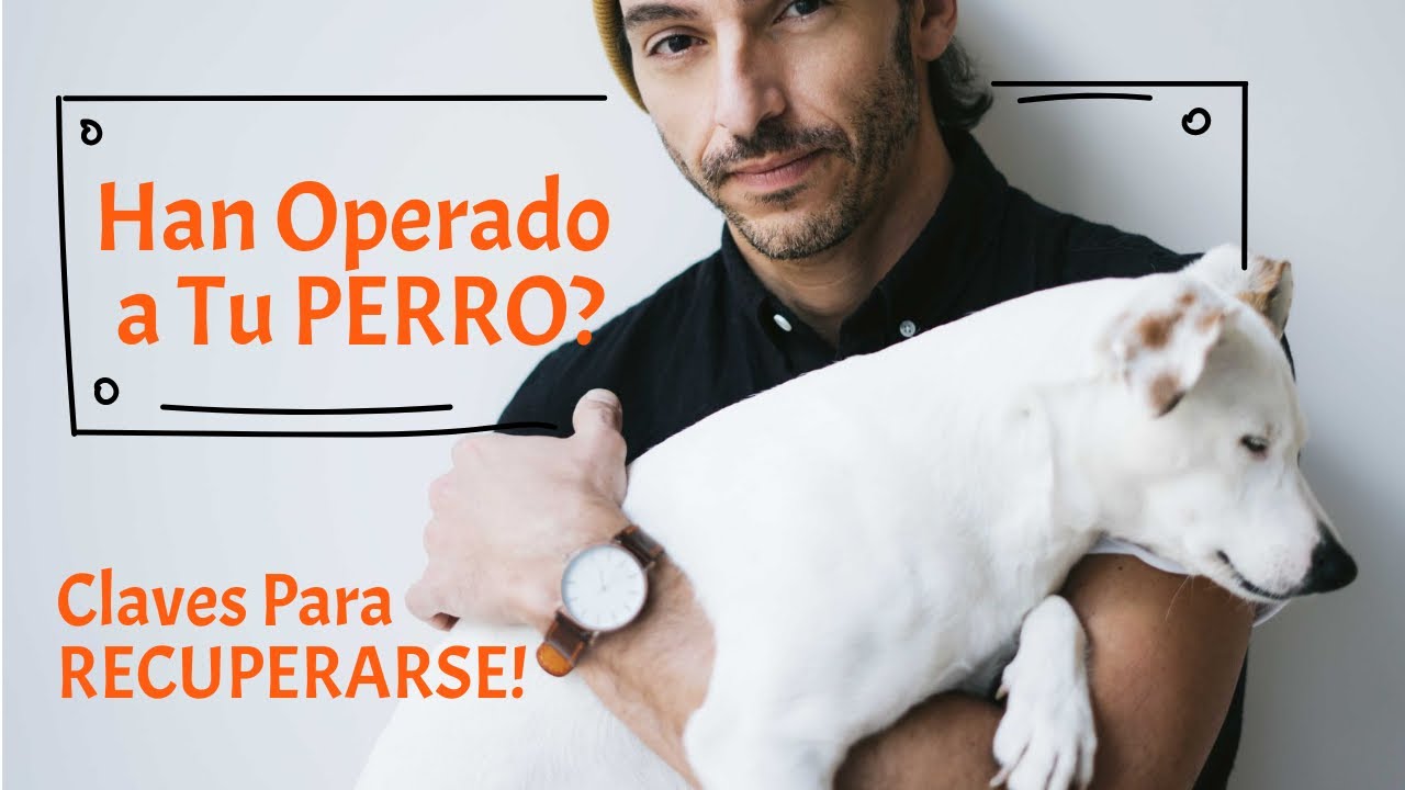 mi perro llora después de la operación