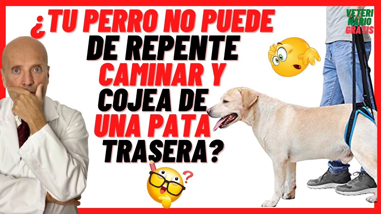 mi perro no apoya la pata pero no le duele