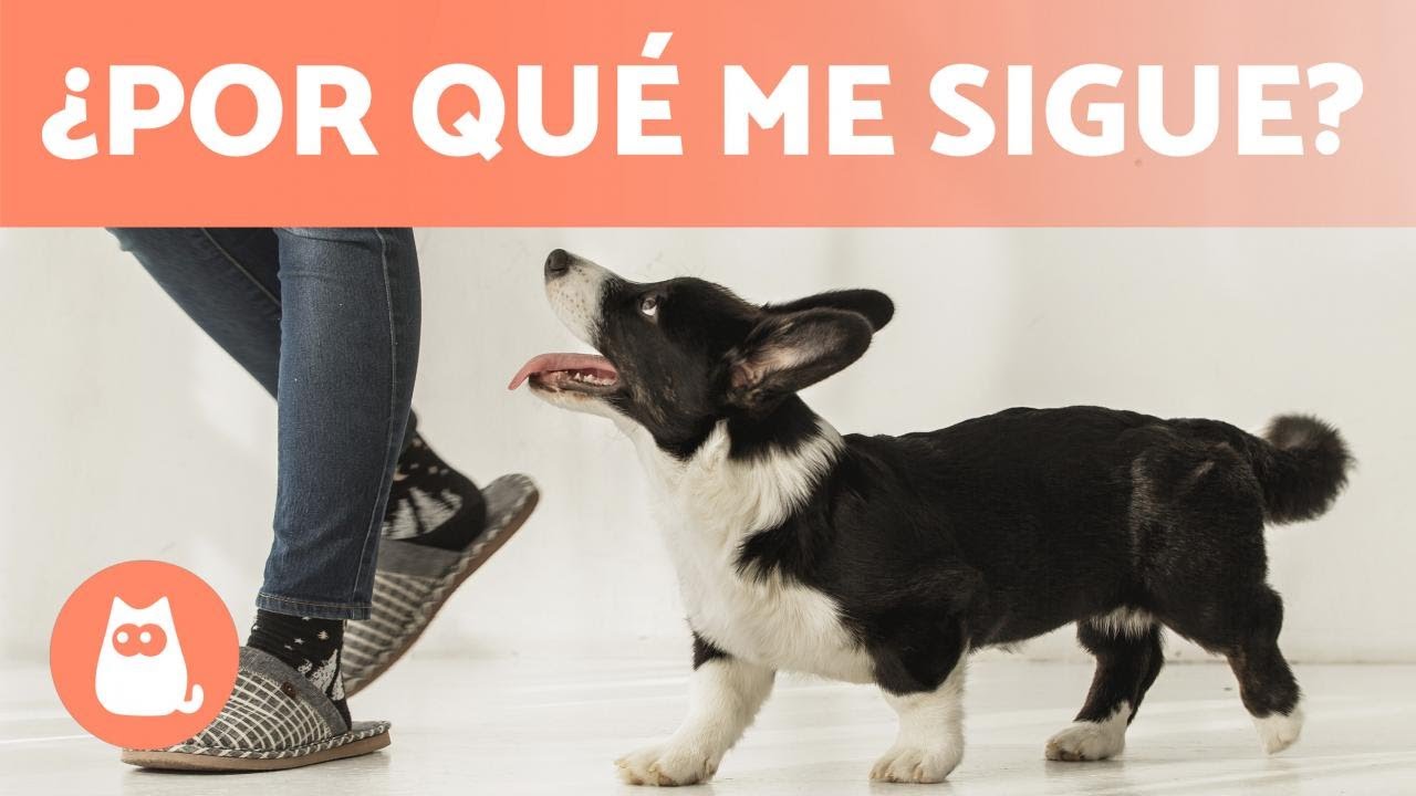 porque mi perro no se separa de mi
