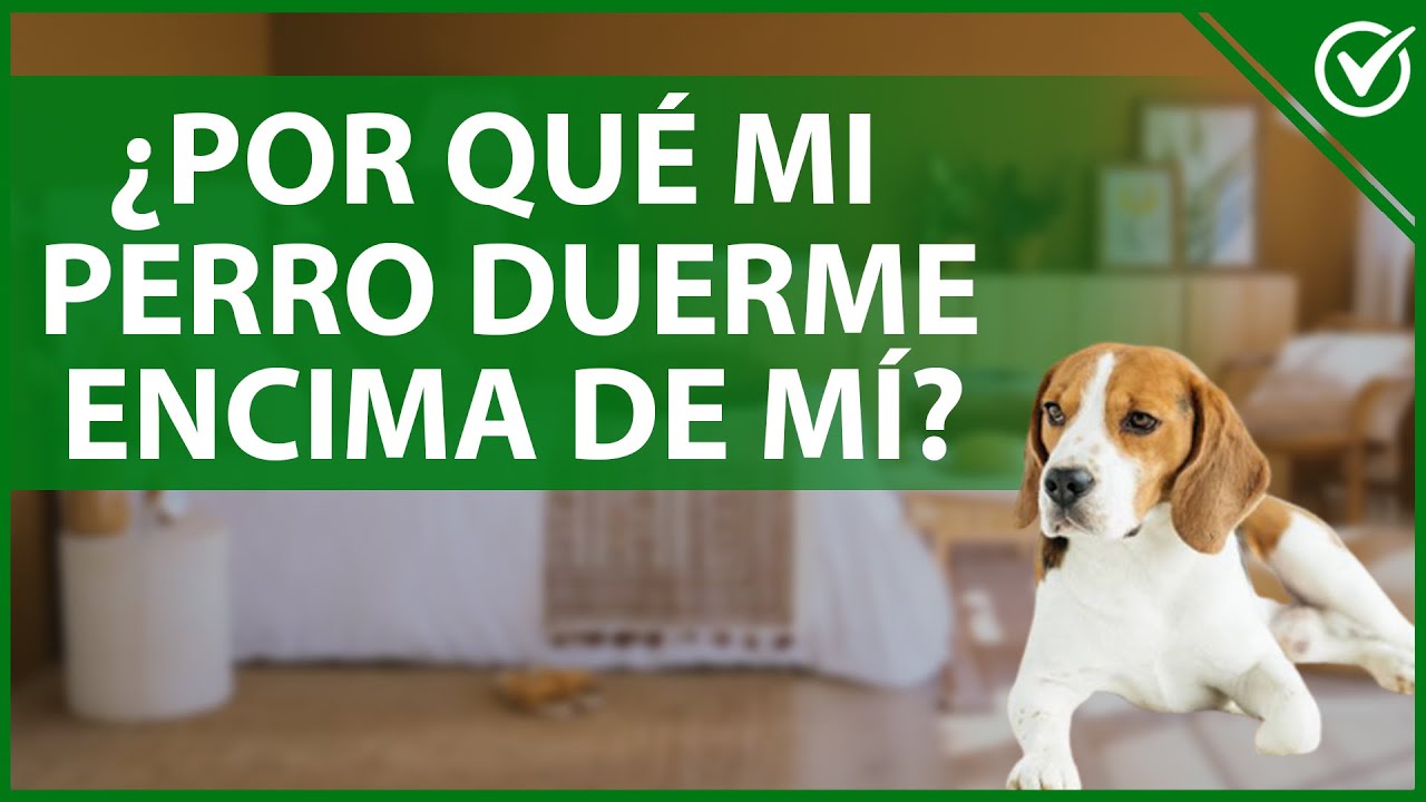 porque mi perro se tumba encima mío