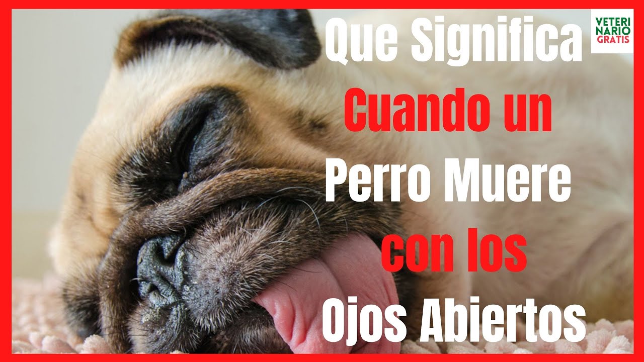 que significa cuando un perro muere con los ojos abiertos