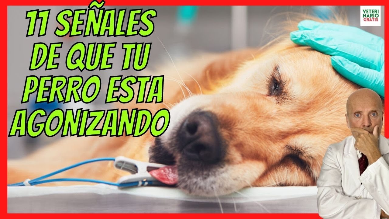 señales de que un perro está agonizando