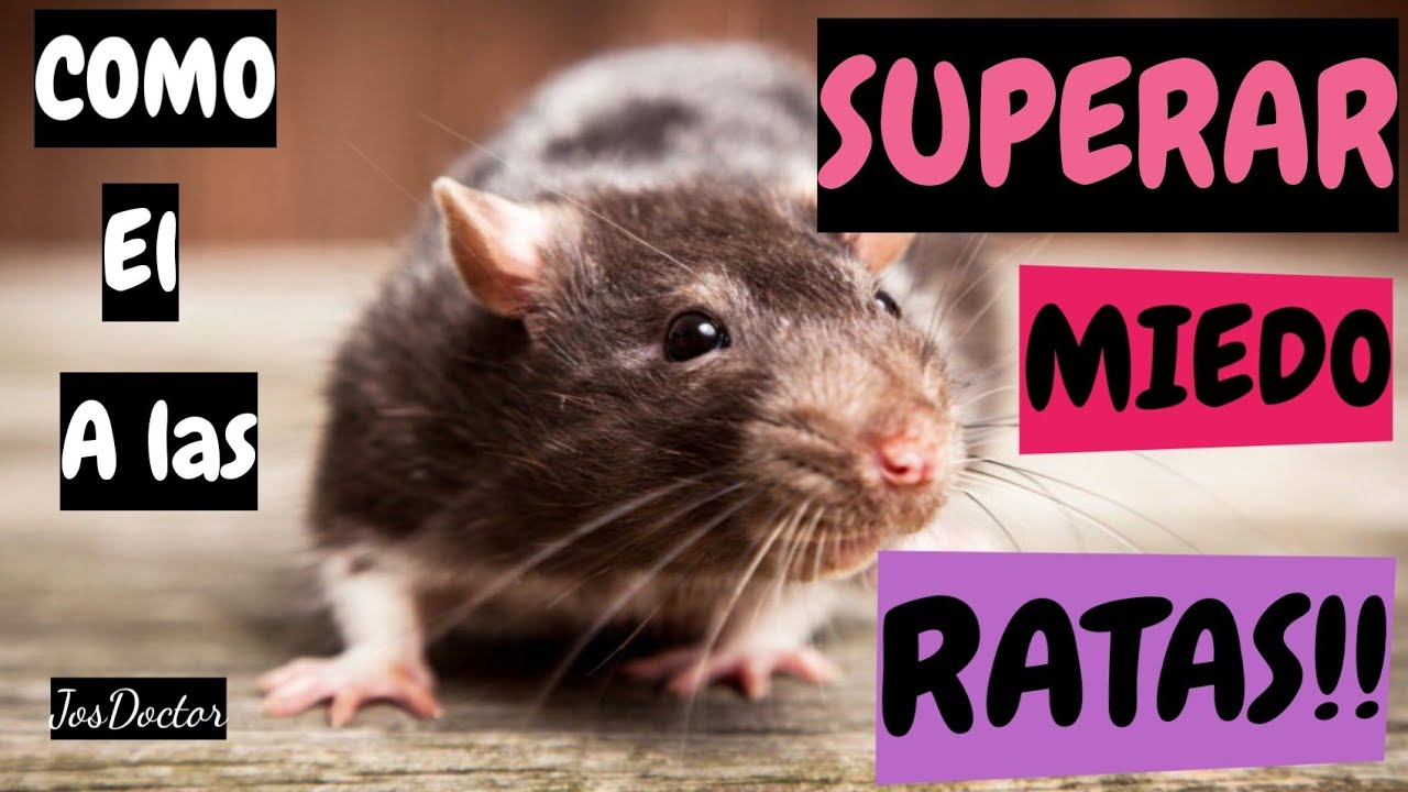 como superar el miedo a las ratas
